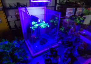 Podświetlone akwarium